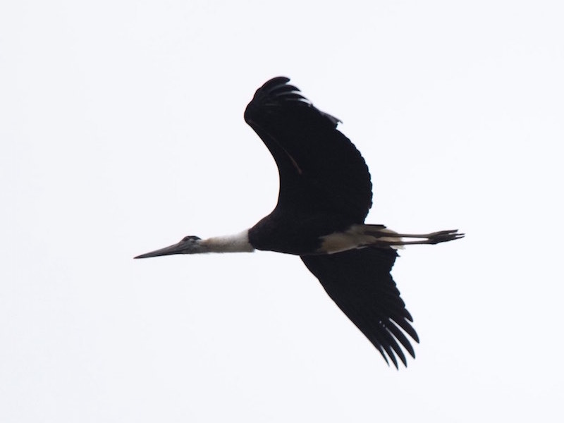 Birds of South East Asia