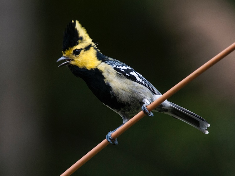 Birds of South East Asia