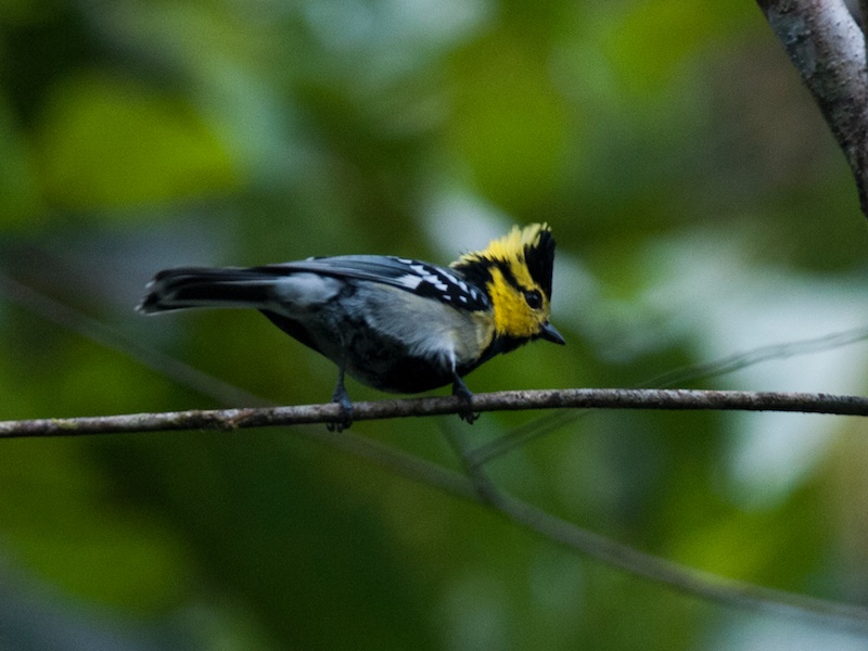 Birds of South East Asia
