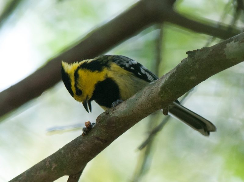 Birds of South East Asia