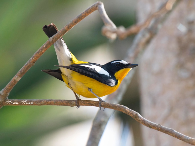 Birds of South East Asia