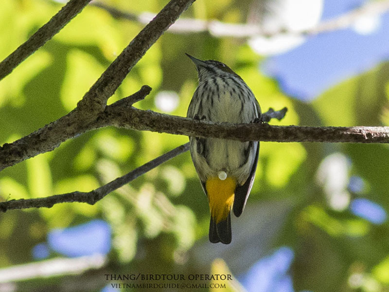 Birds of South East Asia