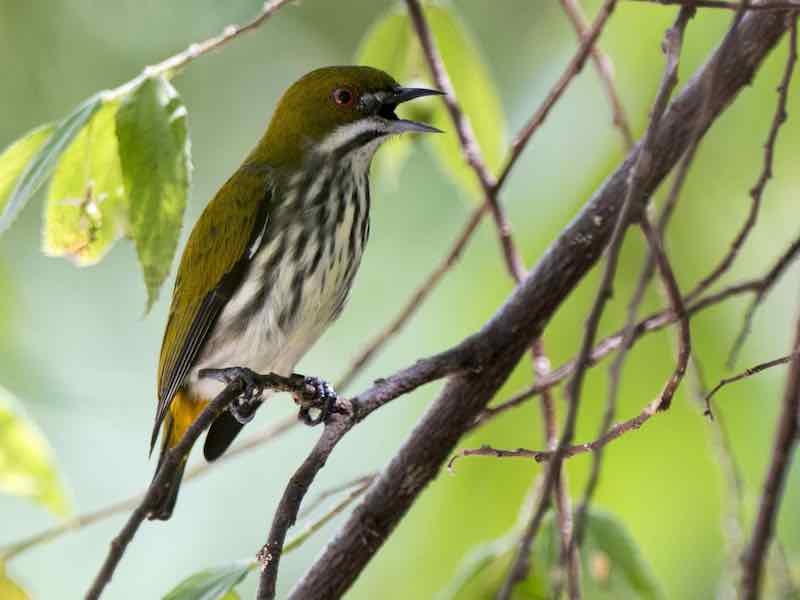 Birds of South East Asia