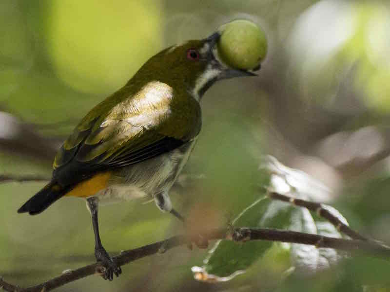 Birds of South East Asia