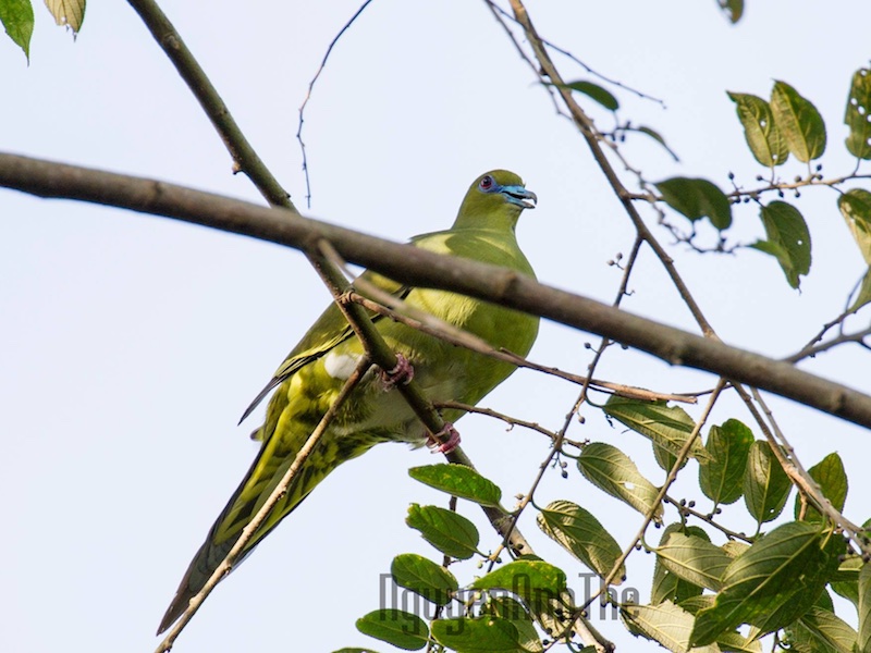 Birds of South East Asia