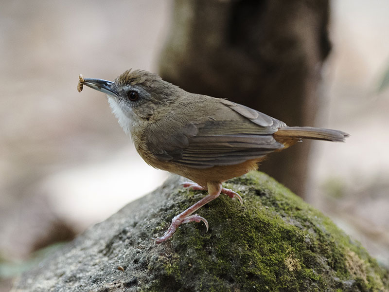 Birds of South East Asia