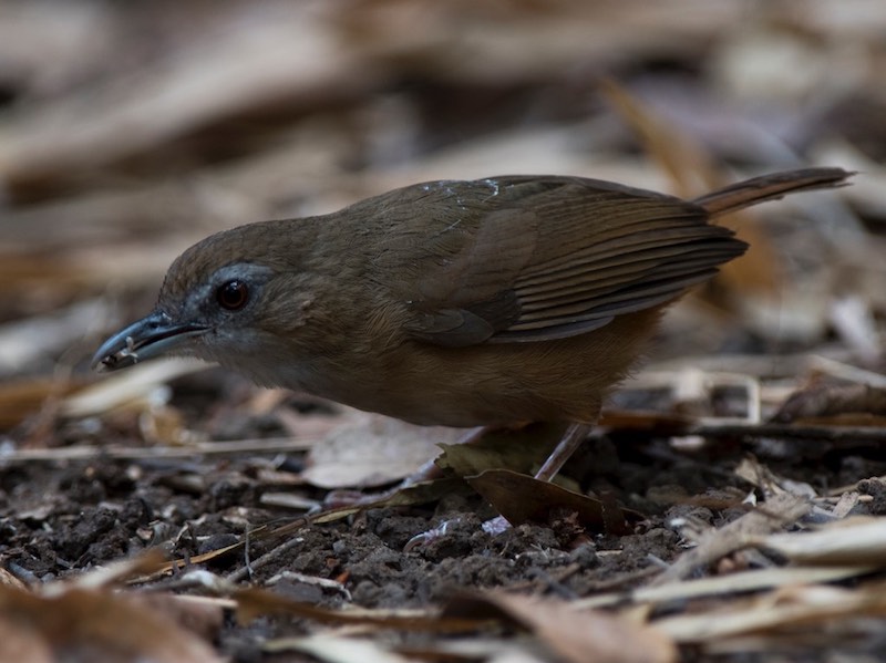 Birds of South East Asia