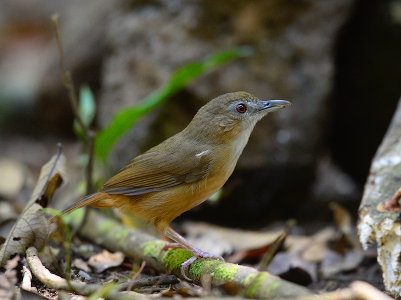 Birds of South East Asia