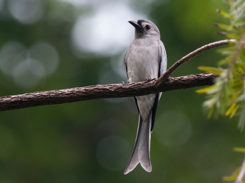 Birds of South East Asia