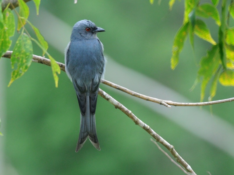 Birds of South East Asia
