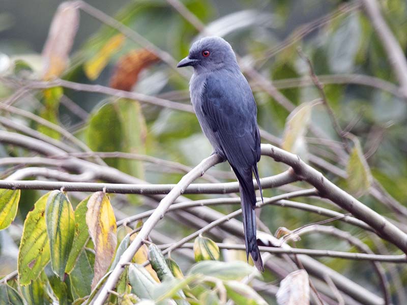 Birds of South East Asia