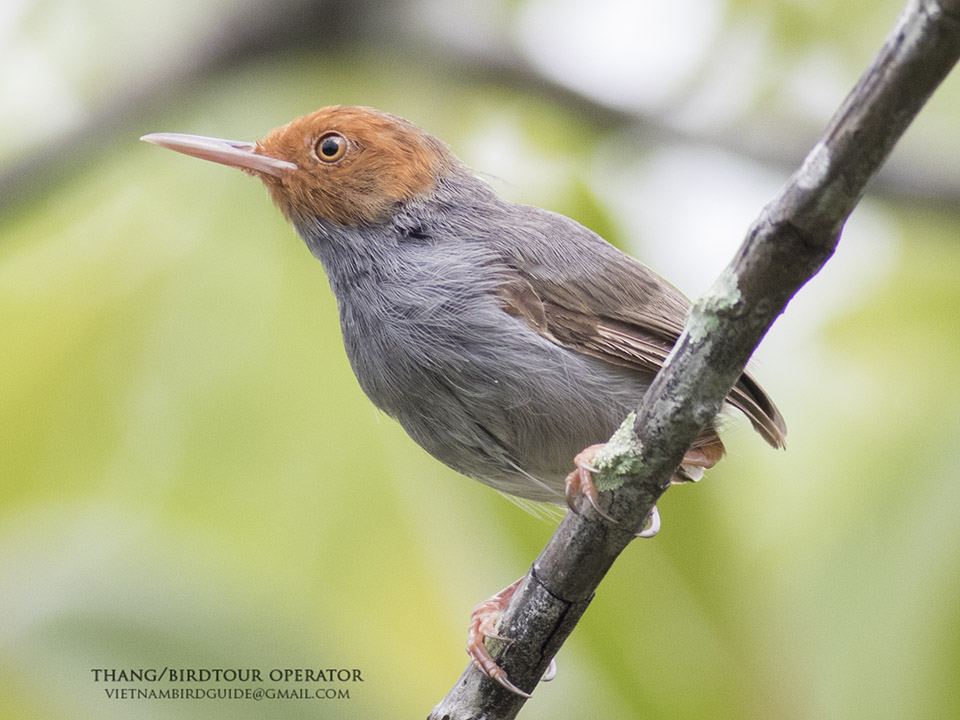 Birds of South East Asia