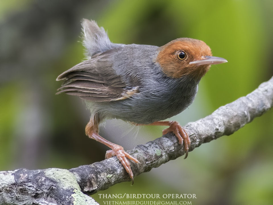 Birds of South East Asia