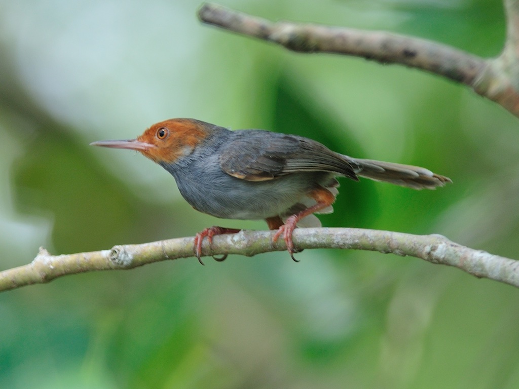 Birds of South East Asia
