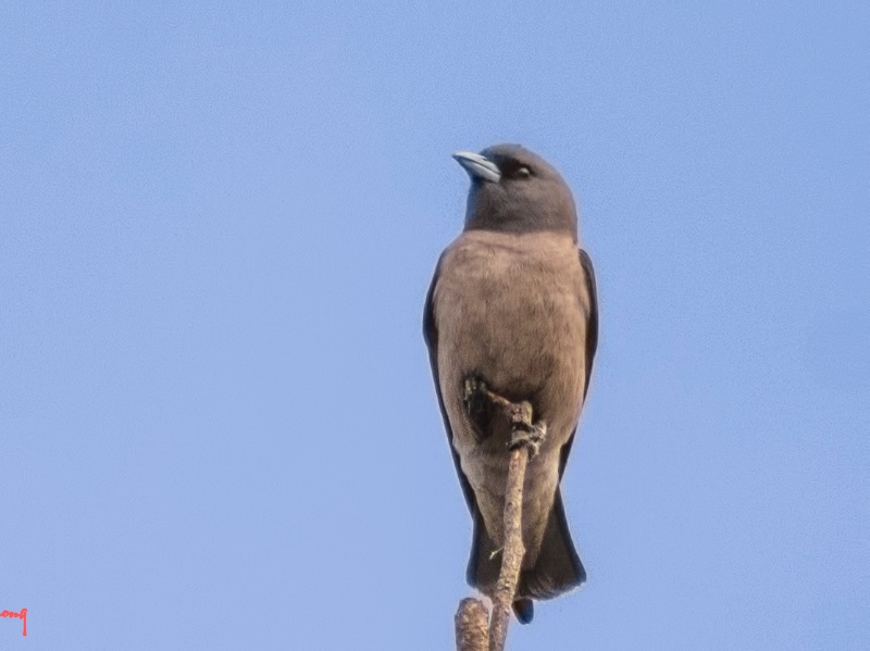 Birds of South East Asia