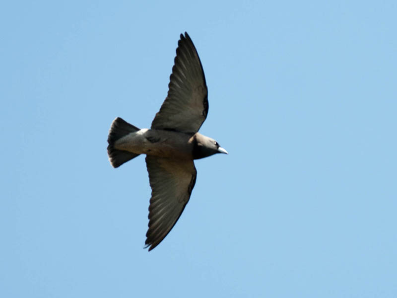 Birds of South East Asia