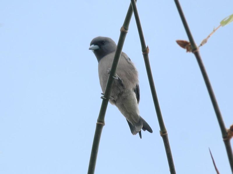 Birds of South East Asia