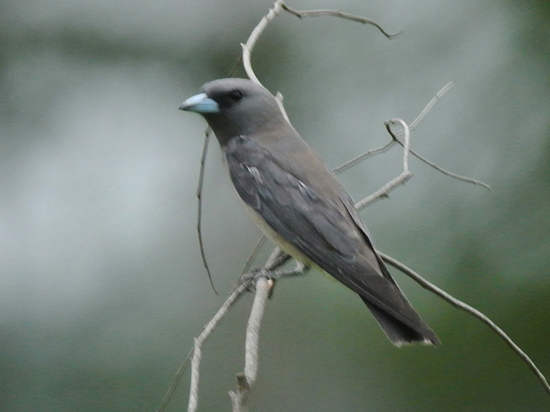 Birds of South East Asia