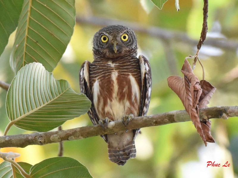Birds of South East Asia