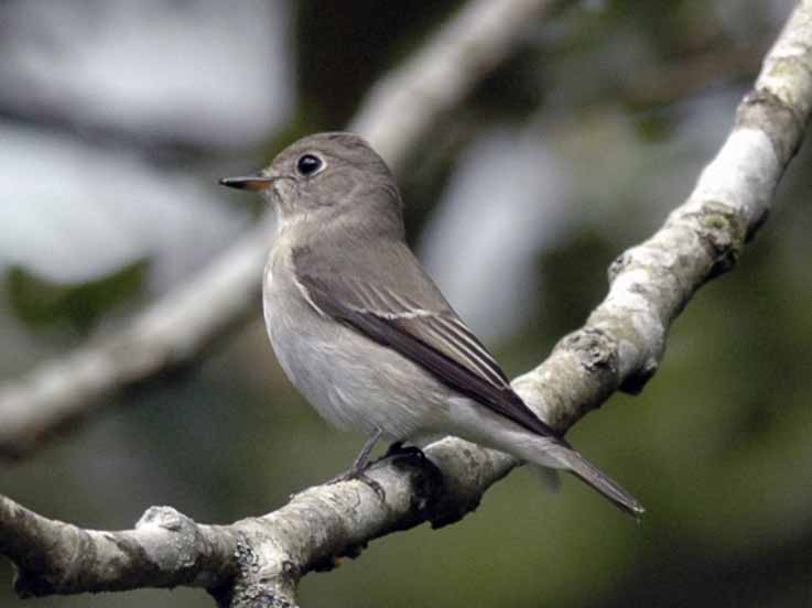 Birds of South East Asia