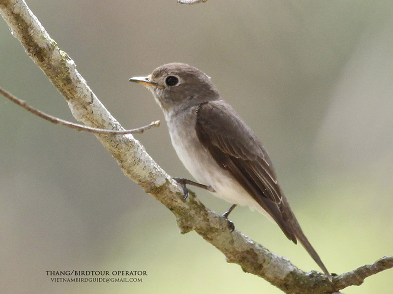 Birds of South East Asia
