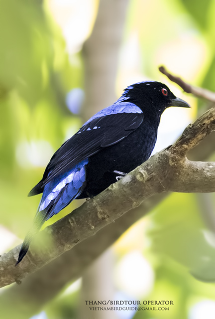 Birds of South East Asia