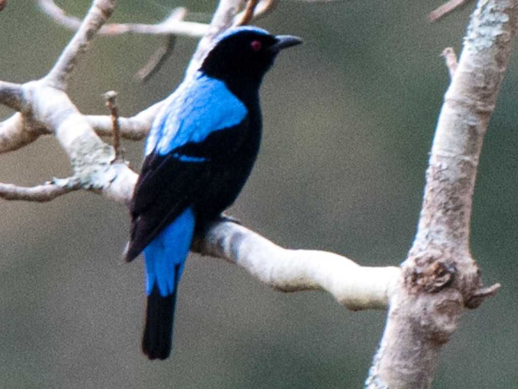 Birds of South East Asia