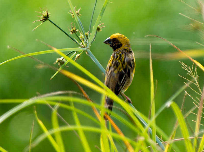 Birds of South East Asia