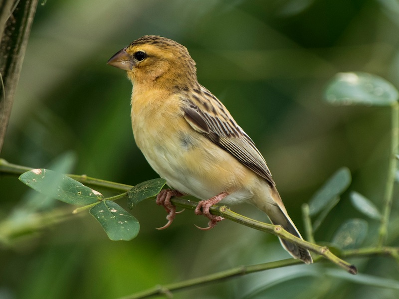 Birds of South East Asia