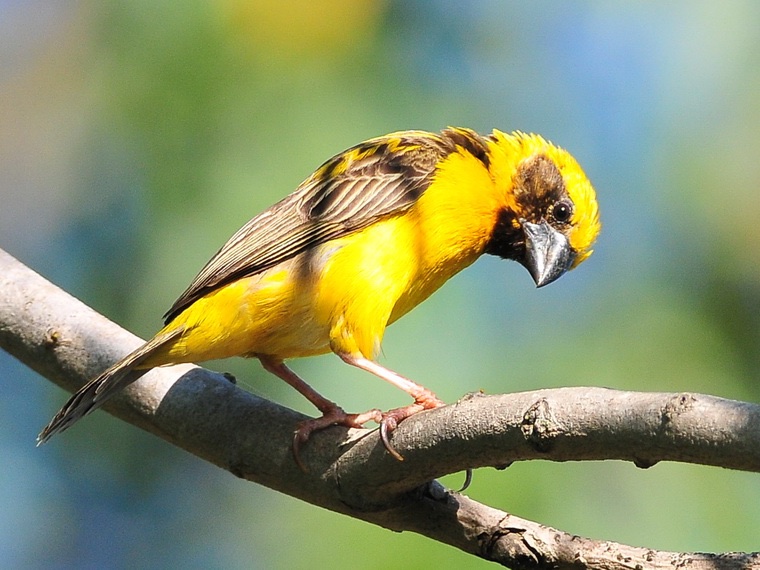 Birds of South East Asia