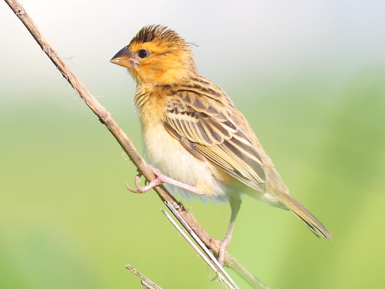 Birds of South East Asia