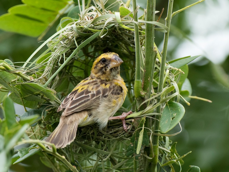 Birds of South East Asia