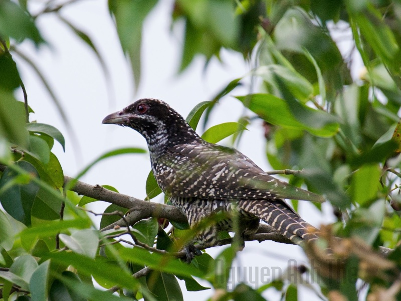Birds of South East Asia