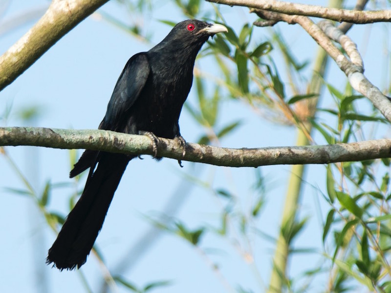 Birds of South East Asia