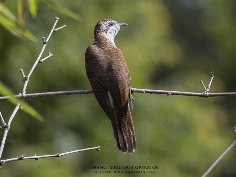 Birds of South East Asia