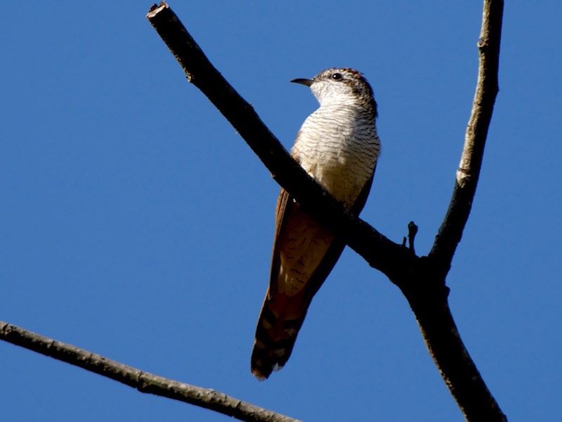 Birds of South East Asia