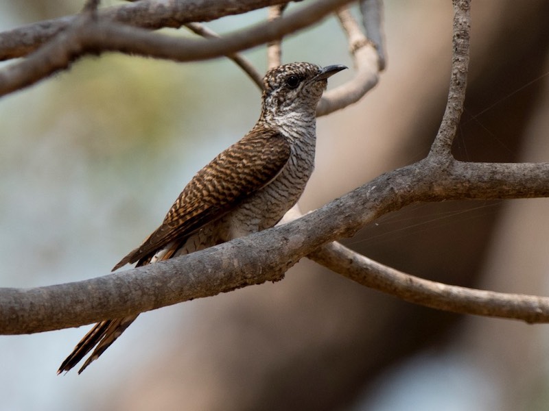 Birds of South East Asia