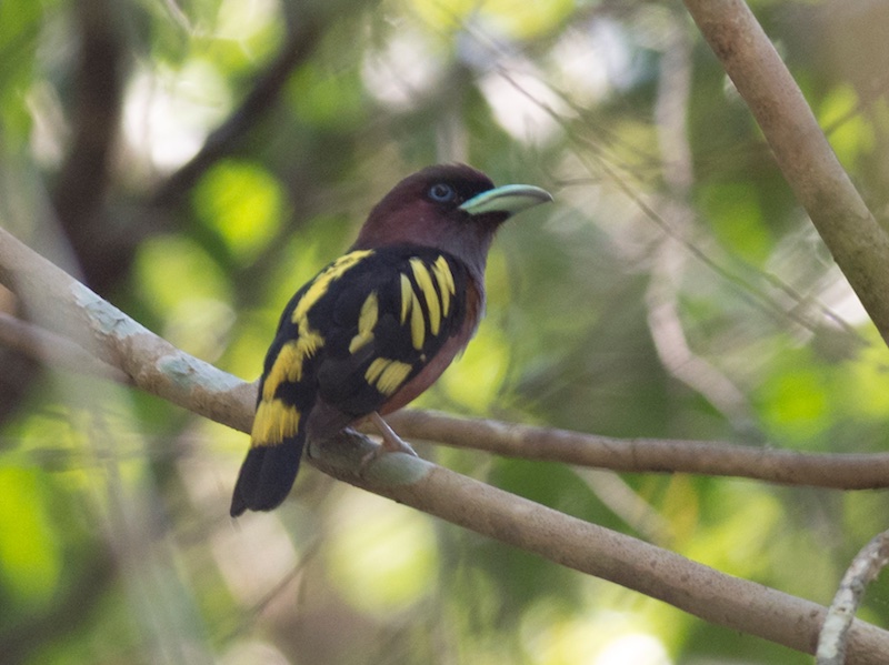 Birds of South East Asia