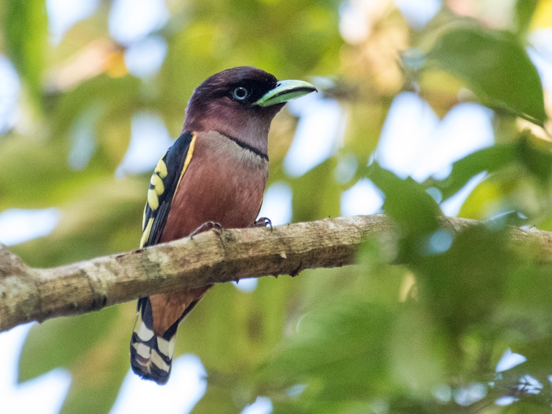 Birds of South East Asia