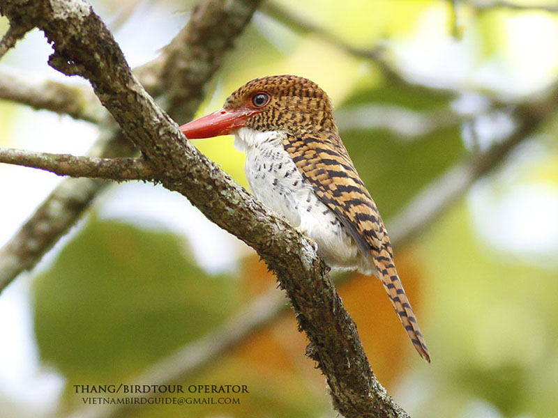 Birds of South East Asia