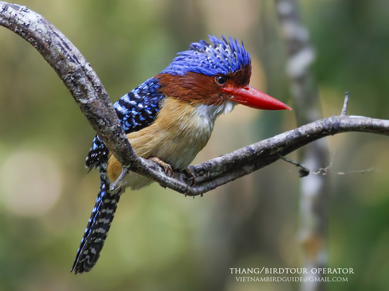 Birds of South East Asia
