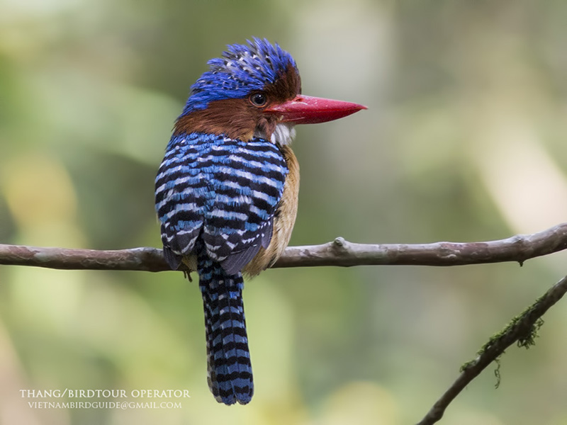 Birds of South East Asia