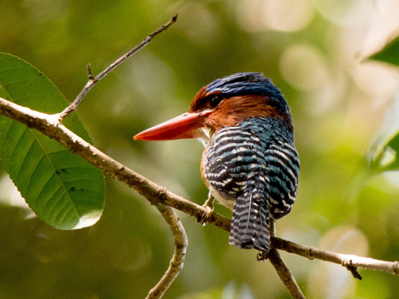 Birds of South East Asia