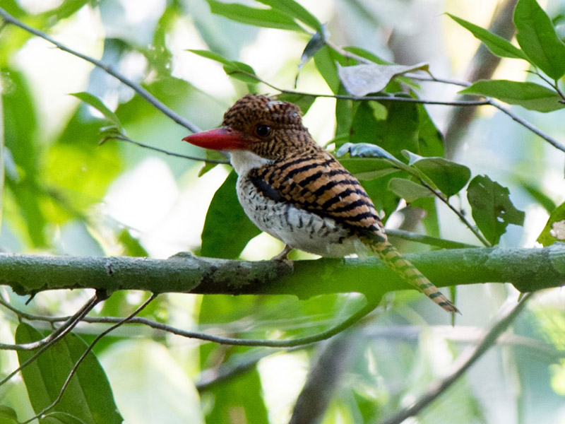 Birds of South East Asia