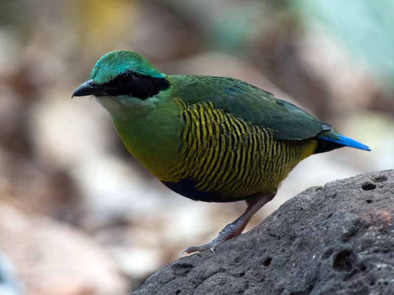 Birds of South East Asia