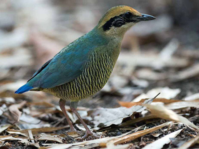 Birds of South East Asia