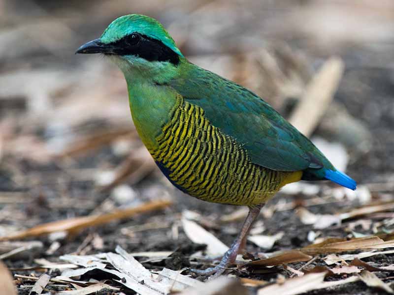 Birds of South East Asia