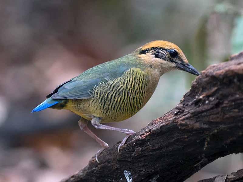 Birds of South East Asia