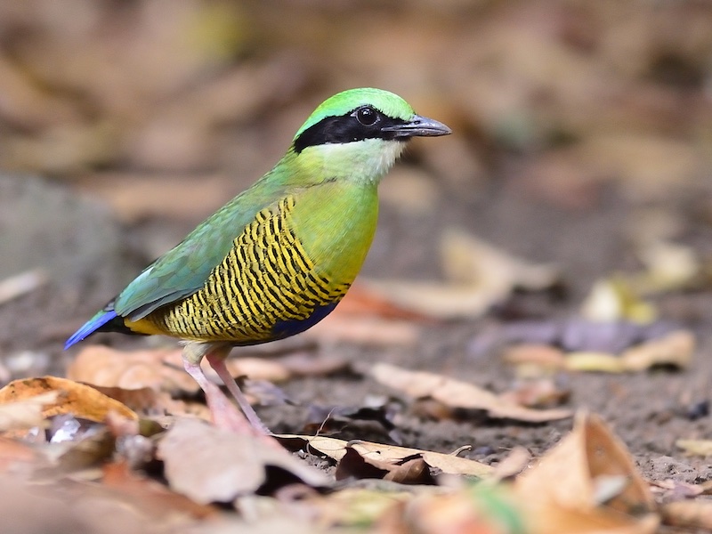 Birds of South East Asia