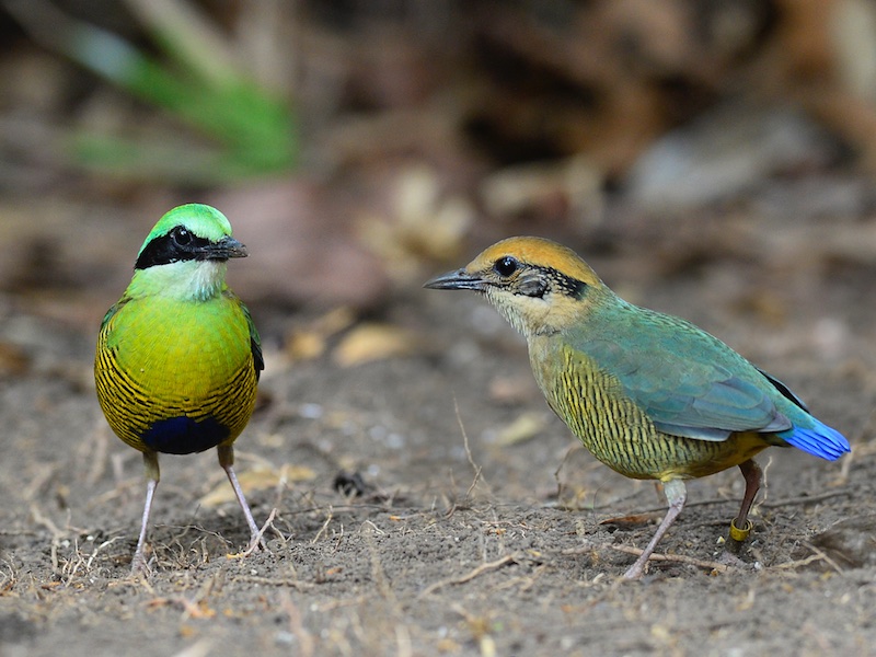 Birds of South East Asia